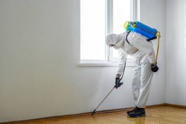 Wasp Removal Services in Terryville, NY