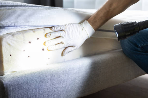Best Wasp Removal Services  in Terryville, NY